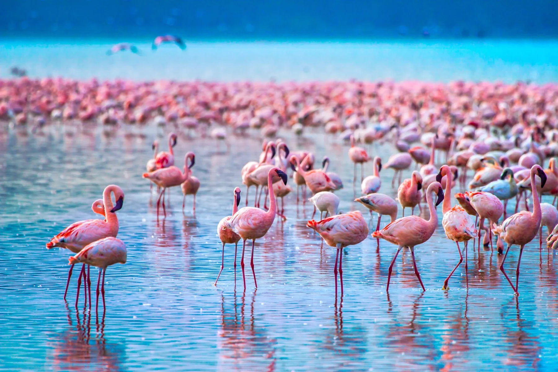 Lake Nakuru Day Safari