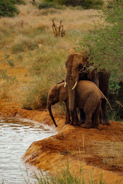 Amboseli National Park